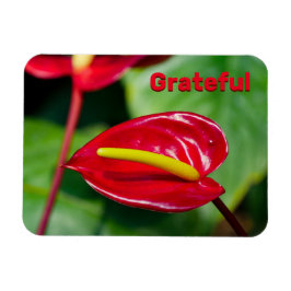 Grateful Quote on Red Peace Lily Magnet Magneet