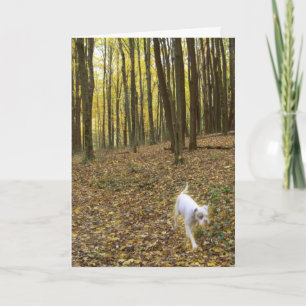 Gratis om te draaien kaart