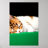 GRATIS PALESTINA Vlag Kat Poster (Voorkant)