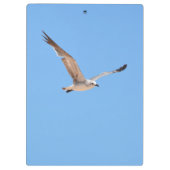 Gratis Spirit Zeemeeuw in Vlucht Sky Blue Coastal Klembord (Achterkant)