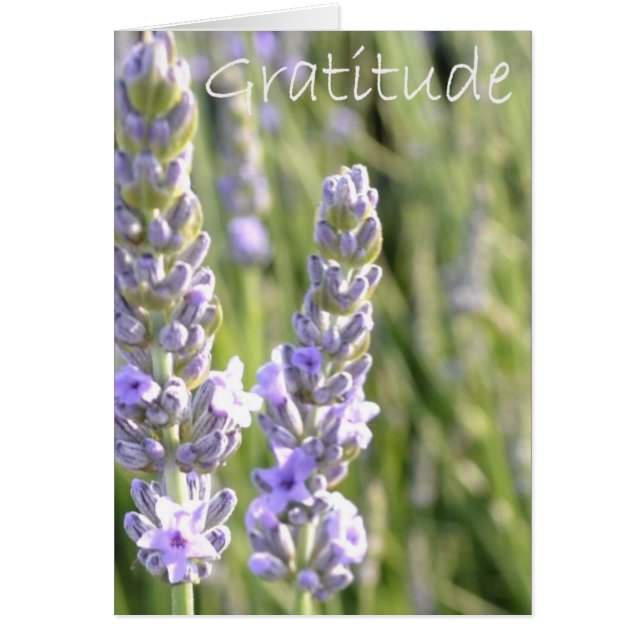 Gratitude (Voorkant)