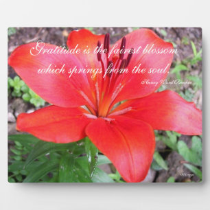 Gratitude Lilie Fotoplaat