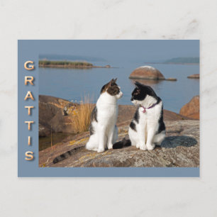 Grattiskort för katter CC0552 Briefkaart