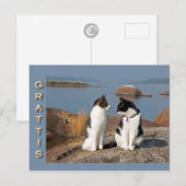 Grattiskort för katter CC0552 Briefkaart (Voorkant / Achterkant)