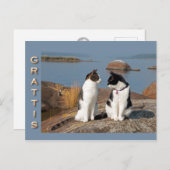Grattiskort för katter CC0552 Briefkaart (Voorkant / Achterkant)
