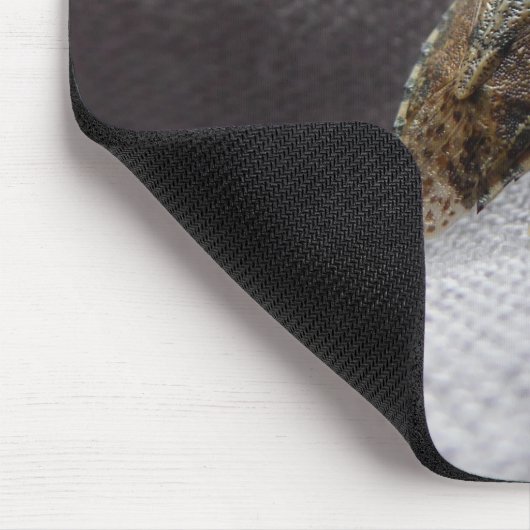 Graue Gartenwanze buggy stink Muismat (Hoek)