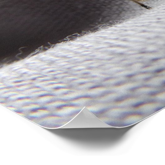 Graue Gartenwanze buggy stink Poster (Hoek)