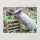 graues Häschen das first Briefkaart (Voorkant)
