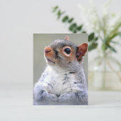 Grauwe eekhoorn foto briefkaart (Staand voorkant)