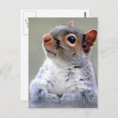 Grauwe eekhoorn foto briefkaart (Voorkant / Achterkant)