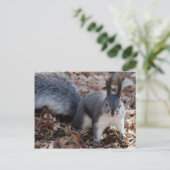 Grauwe eekhoorn in het najaar briefkaart (Staand voorkant)
