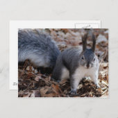 Grauwe eekhoorn in het najaar briefkaart (Voorkant / Achterkant)