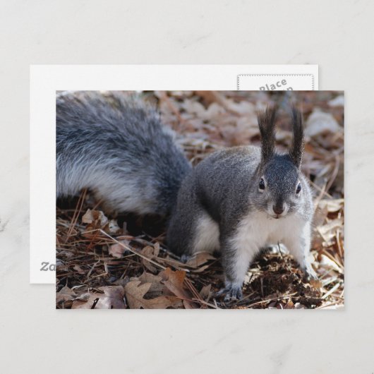 Grauwe eekhoorn in het najaar briefkaart (Voorkant / Achterkant)