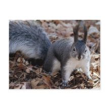 Grauwe eekhoorn in het najaar