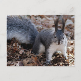 Grauwe eekhoorn in het najaar briefkaart
