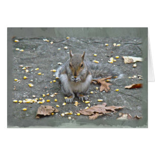 Grauwe eekhoorn reeks