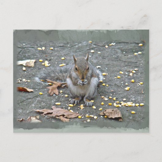 Grauwe eekhoorn reeks briefkaart (Voorkant)