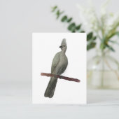 Grauwe-go-away vogelpotloodtekening briefkaart (Staand voorkant)
