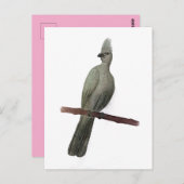 Grauwe-go-away vogelpotloodtekening briefkaart (Voorkant / Achterkant)