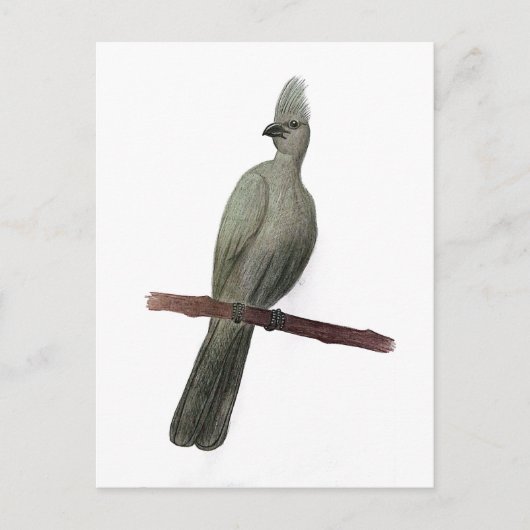Grauwe-go-away vogelpotloodtekening briefkaart (Voorkant)
