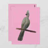 Grauwe-go-away vogelpotloodtekening briefkaart (Voorkant / Achterkant)