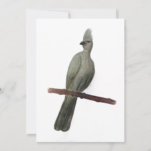 Grauwe-go-away vogelpotloodtekening feestdagenkaart (Voorkant)