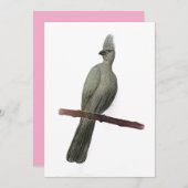 Grauwe-go-away vogelpotloodtekening feestdagenkaart (Voorkant / Achterkant)