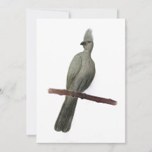 Grauwe-go-away vogelpotloodtekening