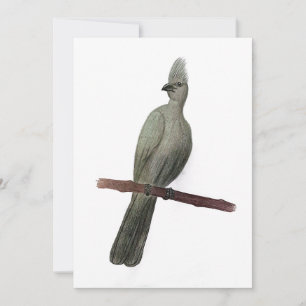 Grauwe-go-away vogelpotloodtekening feestdagenkaart