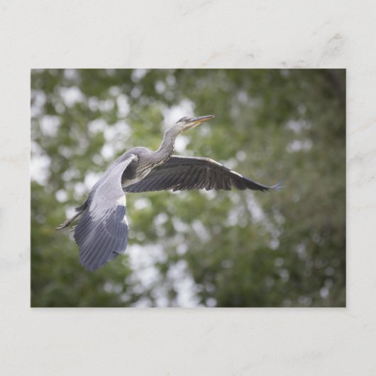 Grauwe haring in het wild briefkaart (Voorkant)