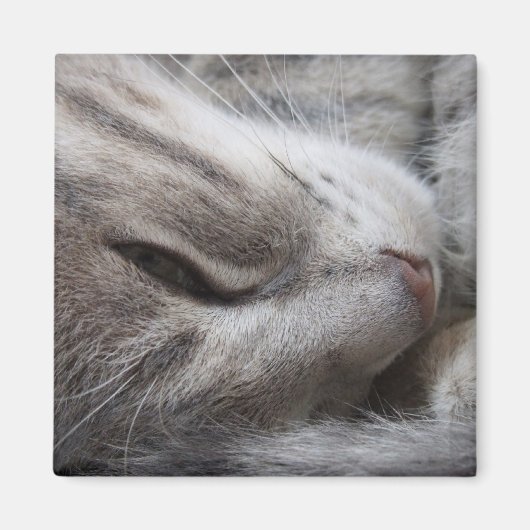 Grauwe kat Magnet (Voorkant)