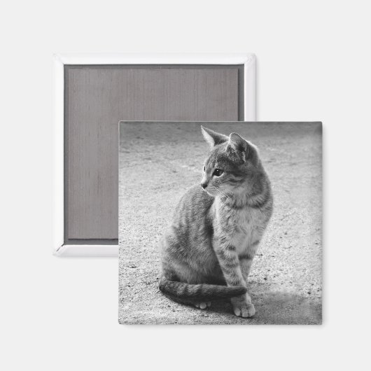 Grauwe kat Magnet (Voorkant / Achterkant)