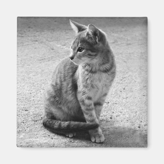 Grauwe kat Magnet (Voorkant)