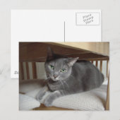 Grauwe kat/Russisch blauw Briefkaart (Voorkant / Achterkant)