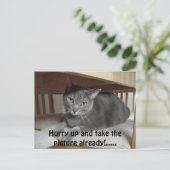 Grauwe kat/Russisch blauw Briefkaart (Staand voorkant)