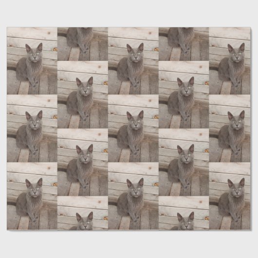 Grauwe katfoto cadeaupapier (Vlak)