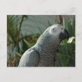 Grauwe papegaai briefkaart (Voorkant)