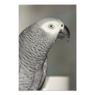 Grauwe papegaai foto afdruk