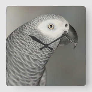 Grauwe papegaai vierkante klok