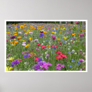 Grauwe van wilde bloemen poster