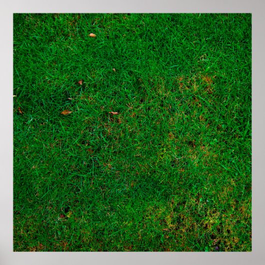 Grauwe weide textuur poster (Voorkant)