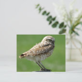 Graveholenduif Briefkaart (Staand voorkant)
