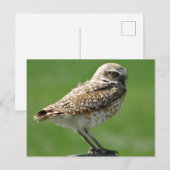 Graveholenduif Briefkaart (Voorkant / Achterkant)