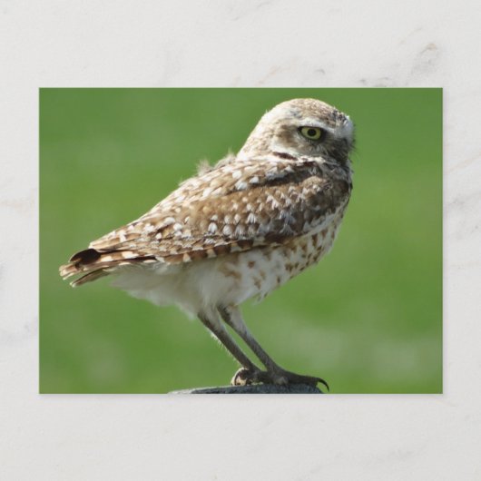 Graveholenduif Briefkaart (Voorkant)