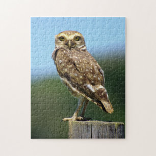 Gravende Uil Roofvogel Legpuzzel