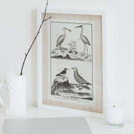  gravende zeevogels - Spoonbill Gull Ibis Poster