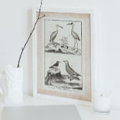  gravende zeevogels - Spoonbill Gull Ibis Poster