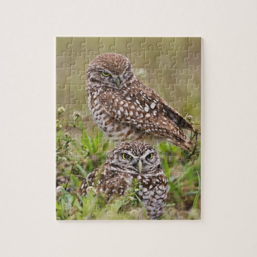 Graveuil, Athene cunicularia, Cape Coral, Legpuzzel (Verticaal)