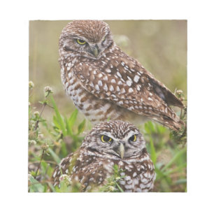 Graveuil, Athene cunicularia, Cape Coral, Notitieblok