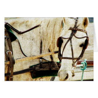 Gray Amish Buggy Horse